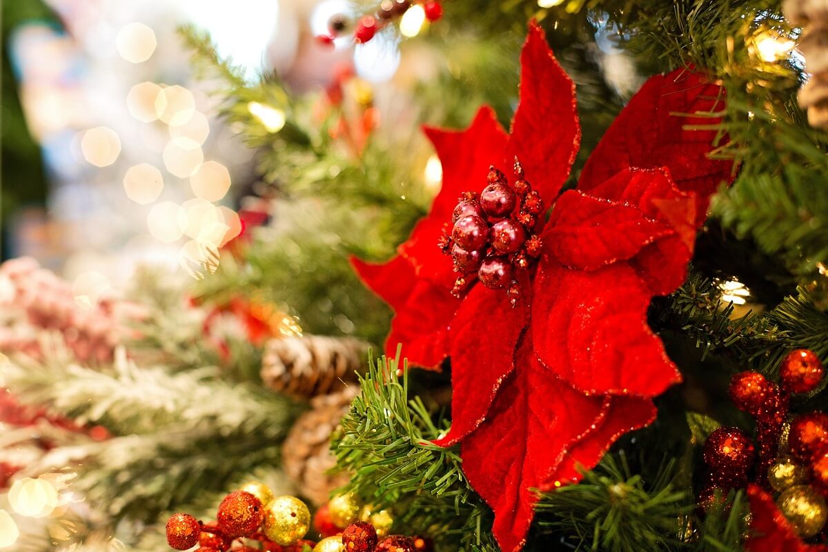 Why Christmas Blooms Have a Magical Power to Refresh Minds